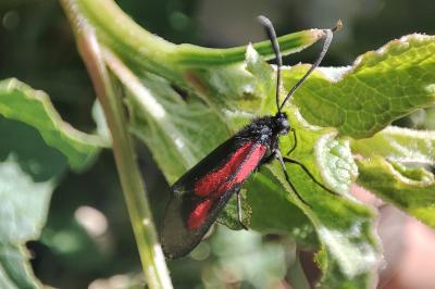 Zygaena nevadensis
