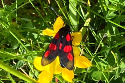 Zygaena trifolii
