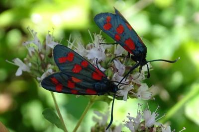 Zygaena transalpina hippocrepidis