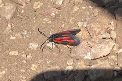 Zygaena romeo