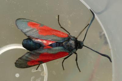 Zygaena trifolii