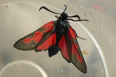 Zygaena trifolii