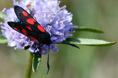 Zygaena trifolii