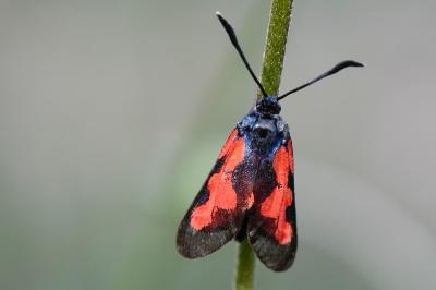 Zygaena trifolii