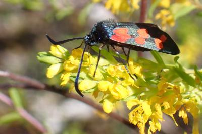 Zygaena transalpina