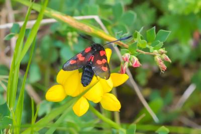 Zygaena trifolii