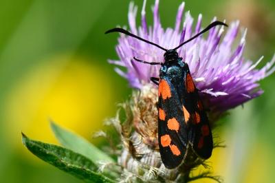 Zygaena transalpina