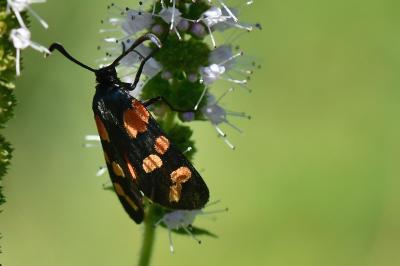 Zygaena transalpina