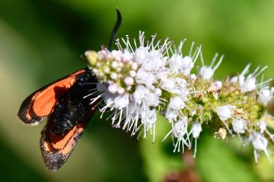 Zygaena transalpina