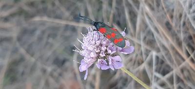 Zygaena transalpina hippocrepidis