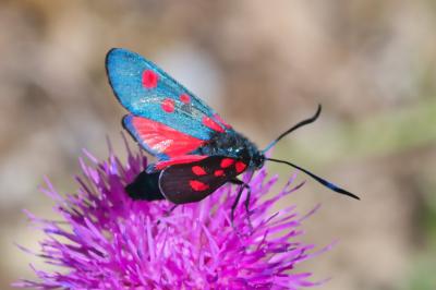 Zygaena filipendulae