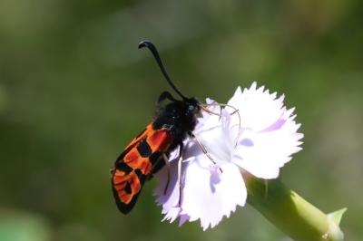 Zygaena hilaris