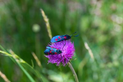 Zygaena trifolii / filipendulae / lonicerae