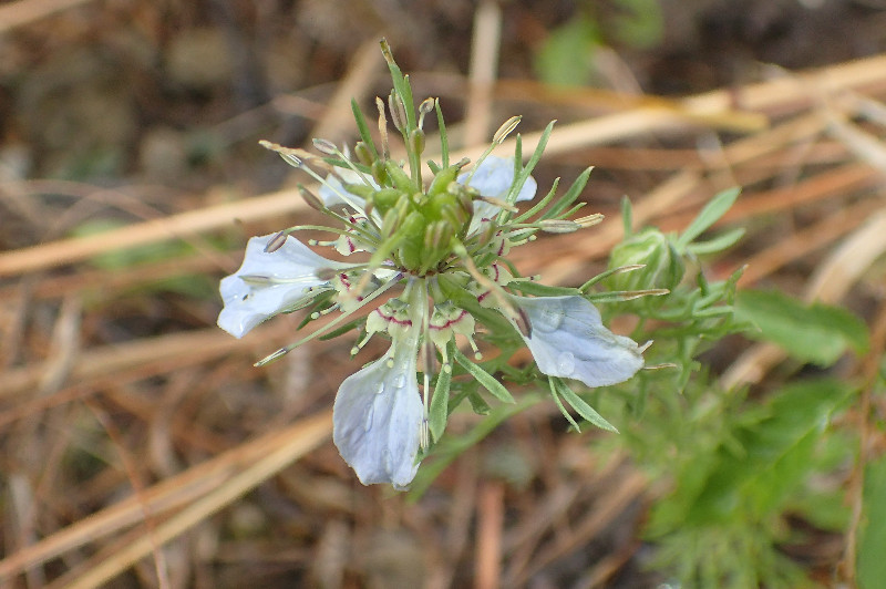 Nigella hispanica var. hispanica