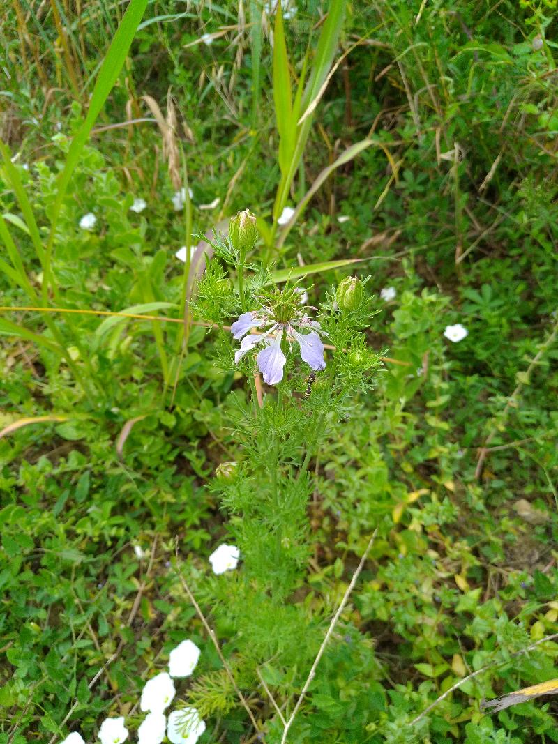 Nigella hispanica var. hispanica