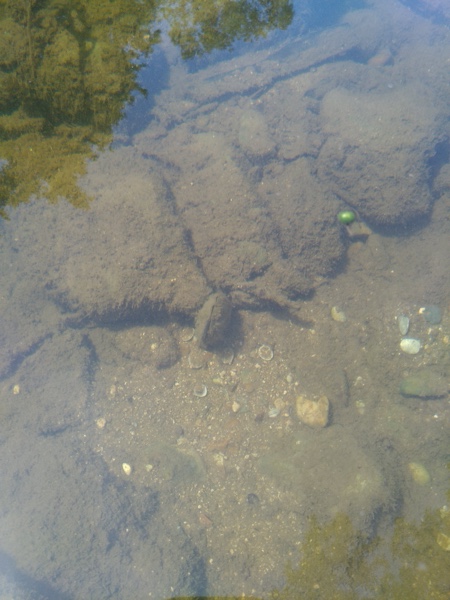 Pseudunio auricularius