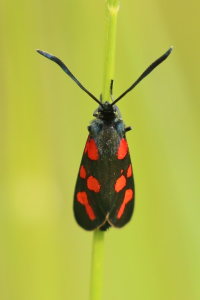 Zygaena transalpina hippocrepidis