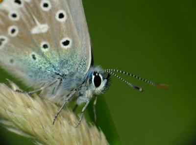 Azuré bleu-céleste (Lysandra bellargus)