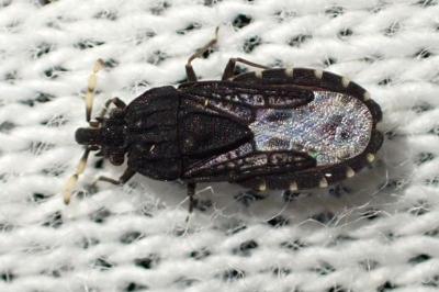 Aradus Flavicornis