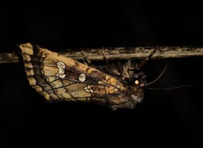 Gortyna borelii (Noctuelle des Peucédans)