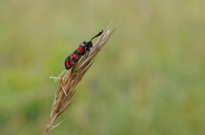 Zygaena carniolica